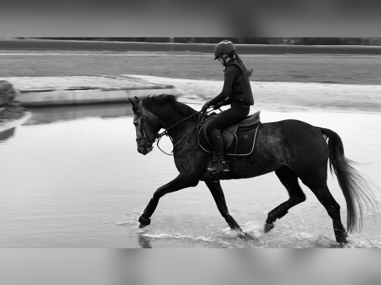 Zangersheider Jument 7 Ans 158 cm Gris pommelé in Gent