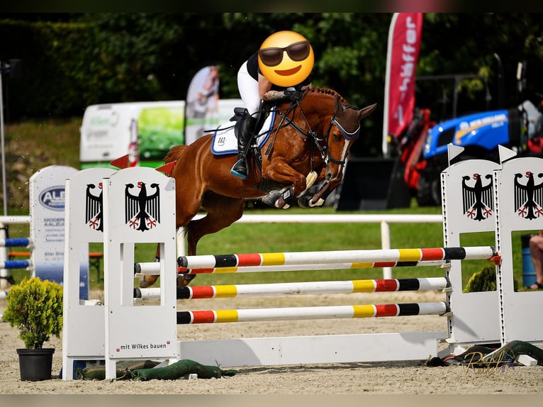 Zangersheider Jument 7 Ans 160 cm Alezan in Lähden