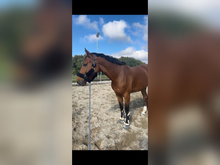 Zangersheider Jument 7 Ans 160 cm Bai in B&#xE4;tterkindenB&#xE4;tterkinden