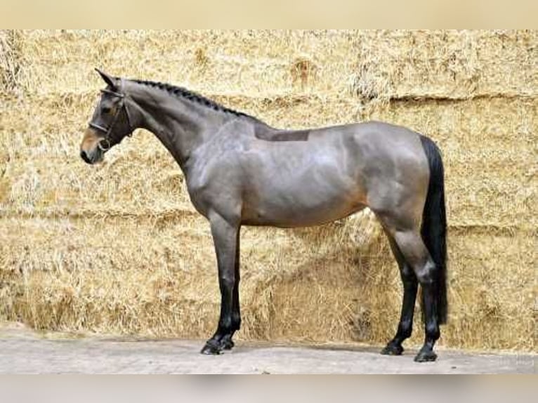 Zangersheider Jument 7 Ans 162 cm Bai brun in Asten