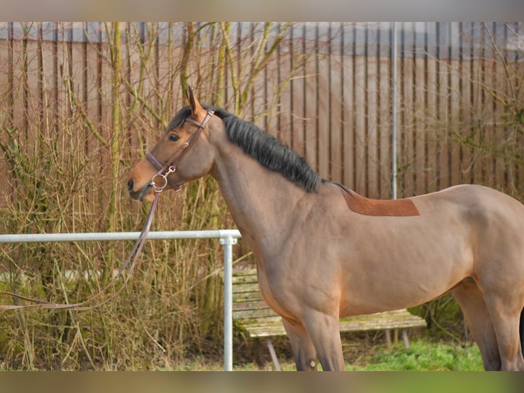 Zangersheider Jument 7 Ans 162 cm Bai in Geilenkirchen