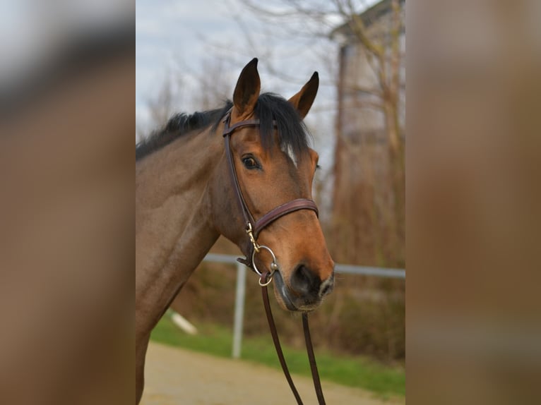 Zangersheider Jument 7 Ans 162 cm Bai in Geilenkirchen