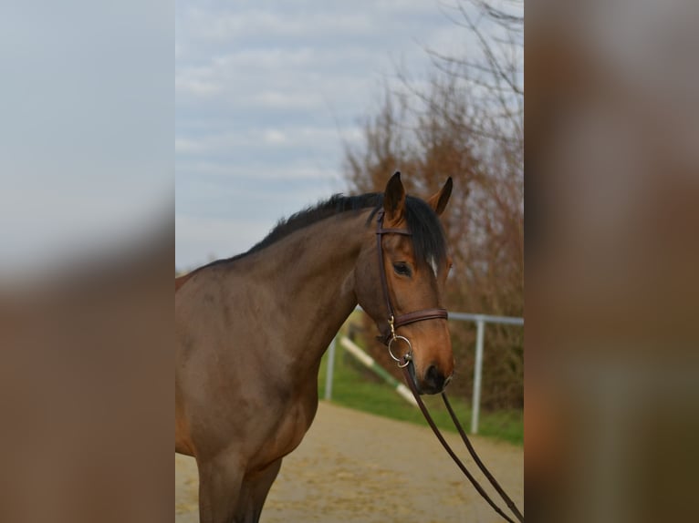 Zangersheider Jument 7 Ans 162 cm Bai in Geilenkirchen