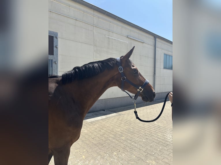 Zangersheider Jument 7 Ans 163 cm Bai in Krefeld