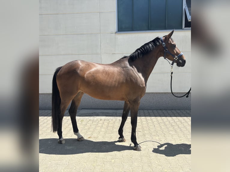 Zangersheider Jument 7 Ans 163 cm Bai in Krefeld