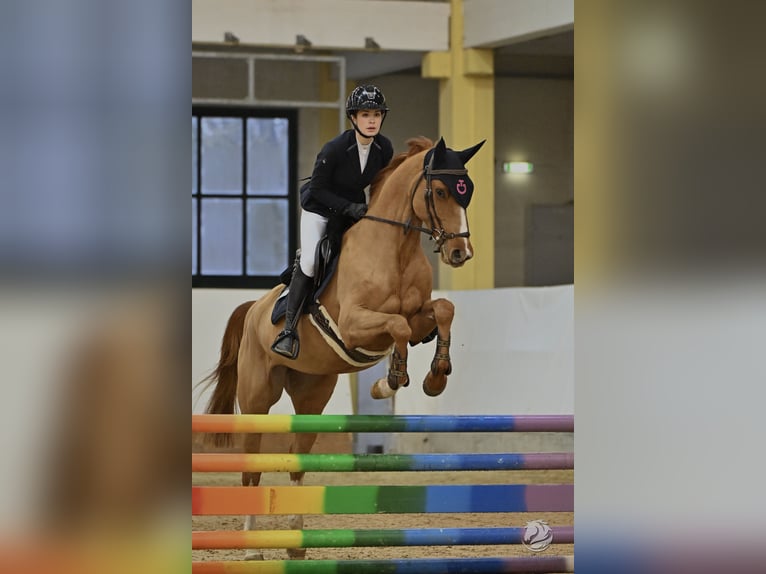 Zangersheider Jument 7 Ans 164 cm Alezan in Utting am Ammersee Zangersheider Jument 7 Ans 164 cm Alezan in Utting am Ammersee