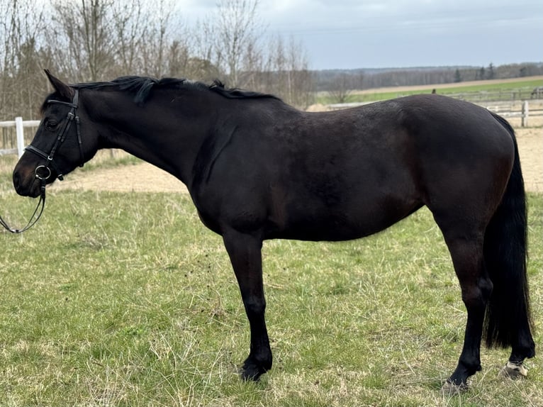 Zangersheider Jument 7 Ans 164 cm Bai brun foncé in Więckowy
