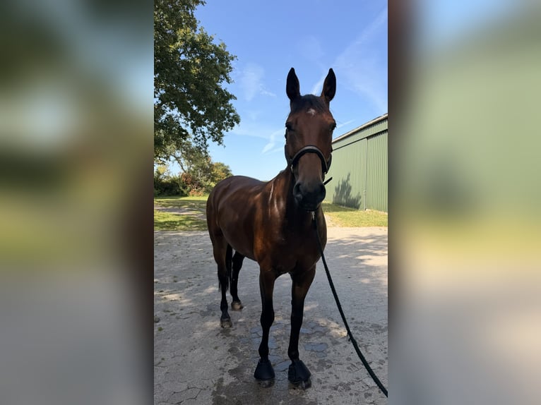 Zangersheider Jument 7 Ans 164 cm  in Winsen (Aller)