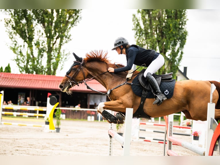 Zangersheider Jument 7 Ans 165 cm Aubère in Krakowiany