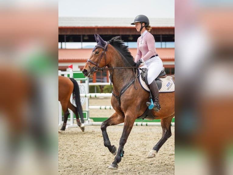 Zangersheider Jument 7 Ans 165 cm Bai in Liptovská Sielnica