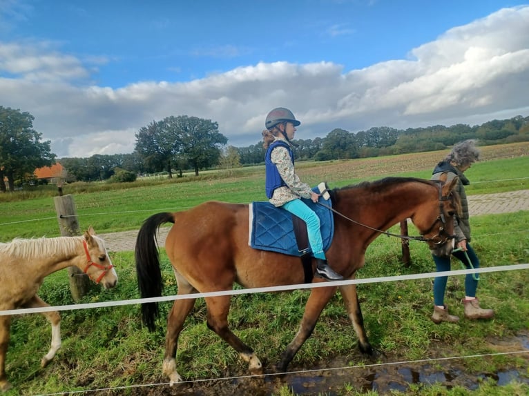 Zangersheider Jument 7 Ans 165 cm Bai clair in Laren