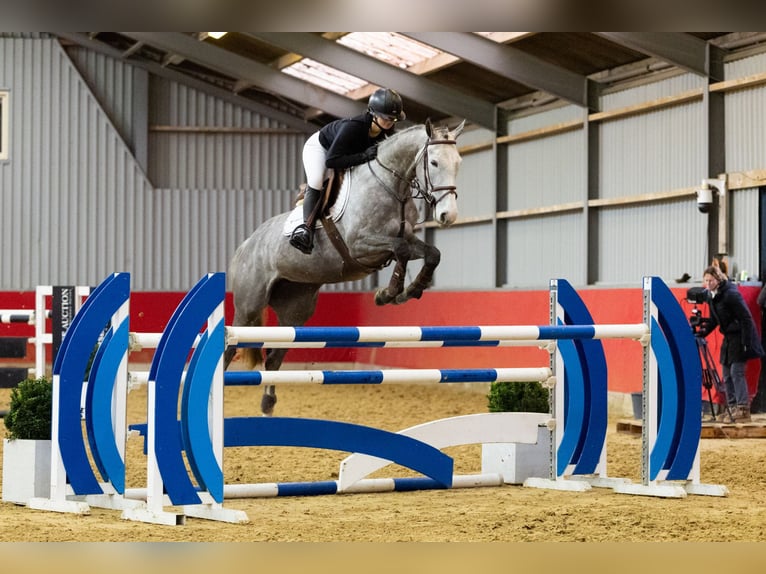 Zangersheider Jument 7 Ans 165 cm in Waddinxveen