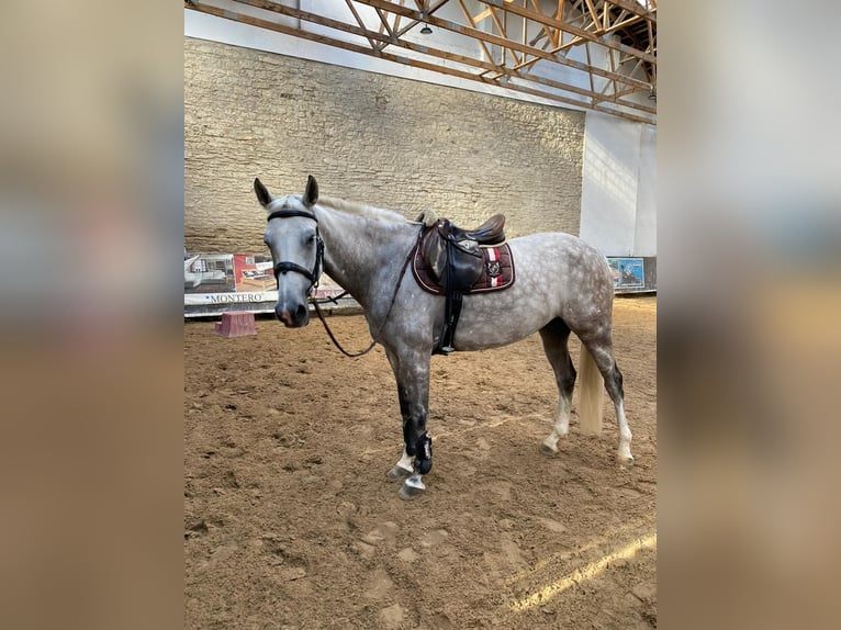 Zangersheider Jument 7 Ans 165 cm Gris in Prague