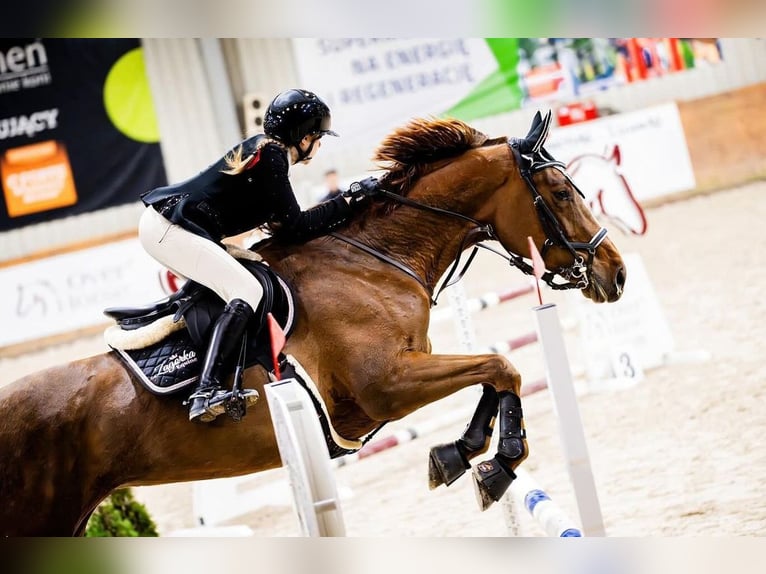 Zangersheider Jument 7 Ans 166 cm Alezan brûlé in Sławica