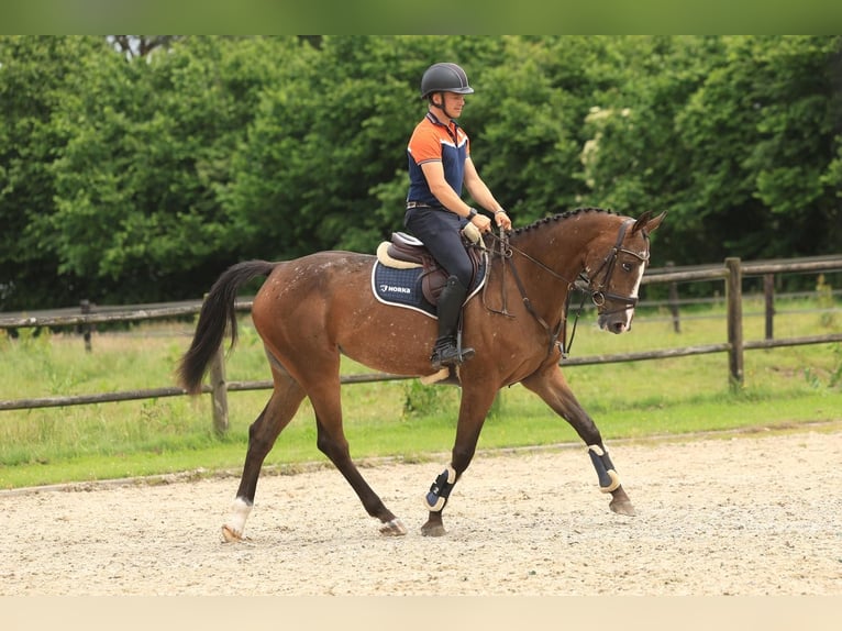 Zangersheider Jument 7 Ans 166 cm Pinto in Wierden