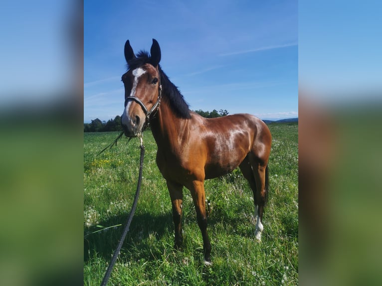 Zangersheider Jument 7 Ans 167 cm Bai in Pregarten