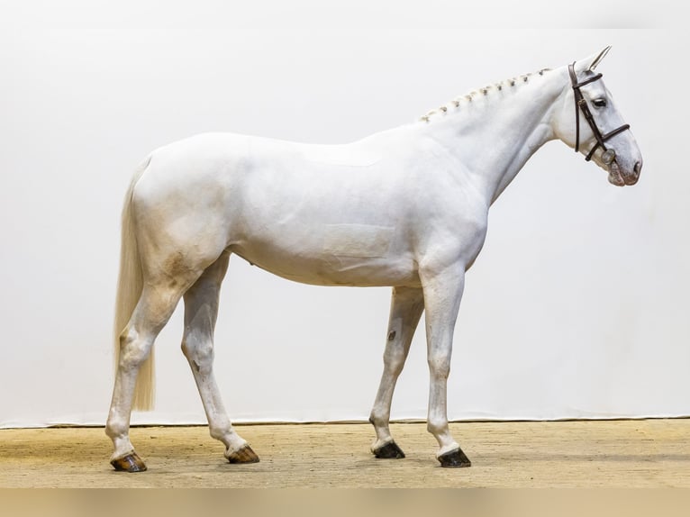 Zangersheider Jument 7 Ans 167 cm Gris in Waddinxveen