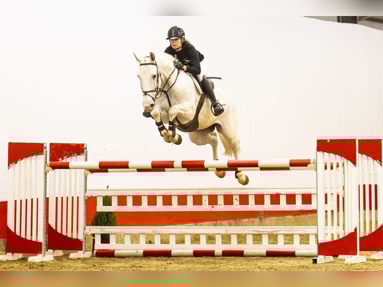 Zangersheider Jument 7 Ans 167 cm Gris in Waddinxveen