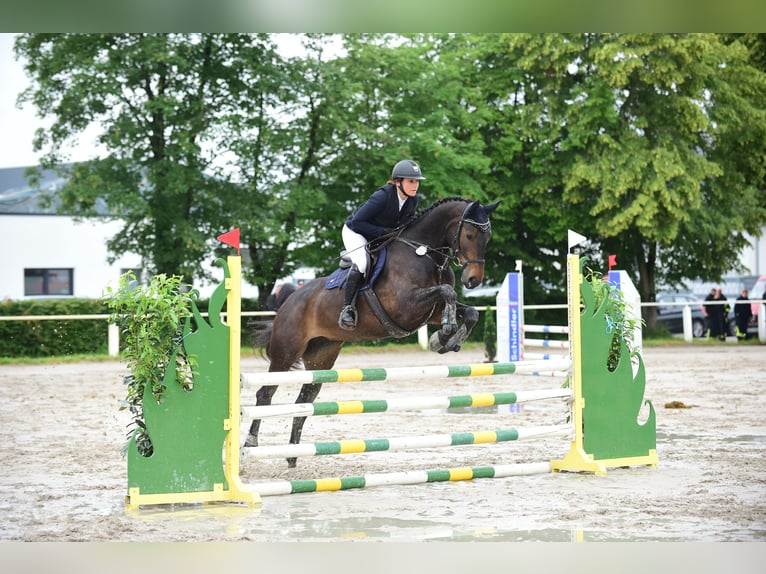 Zangersheider Jument 7 Ans 168 cm Bai brun in Stutensee