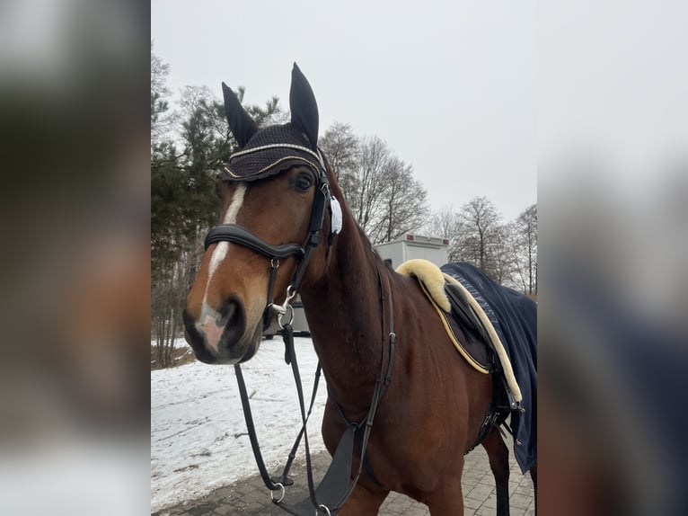 Zangersheider Jument 7 Ans 168 cm Bai cerise in Łódź