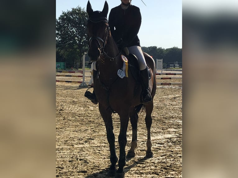 Zangersheider Jument 7 Ans 168 cm Bai in Rhede