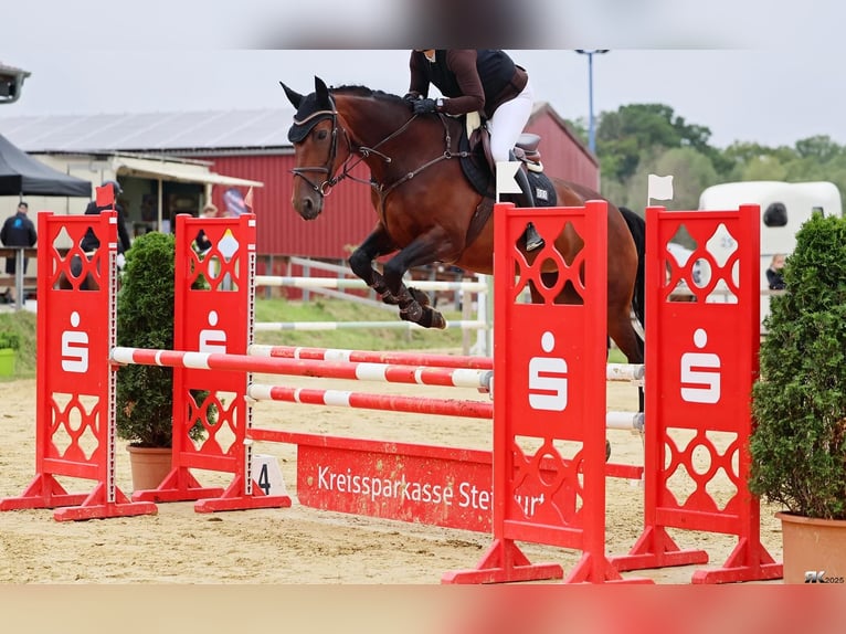 Zangersheider Jument 7 Ans 168 cm Bai in Rhede