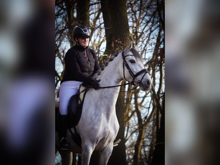 Zangersheider Jument 7 Ans 168 cm Gris noir in Nettersheim