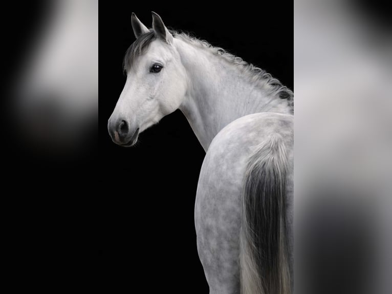 Zangersheider Jument 7 Ans 168 cm Gris noir in Nettersheim