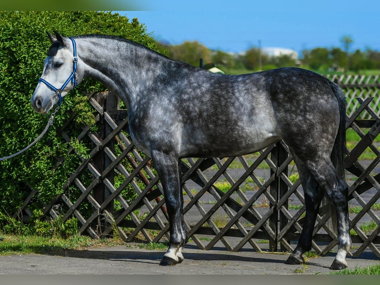 Zangersheider Jument 7 Ans 168 cm Gris pommelé in Debrecen