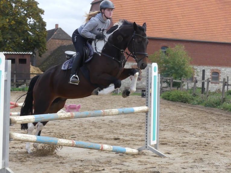 Zangersheider Jument 7 Ans 168 cm Pinto in M&#xFC;cheln (Geiseltal)