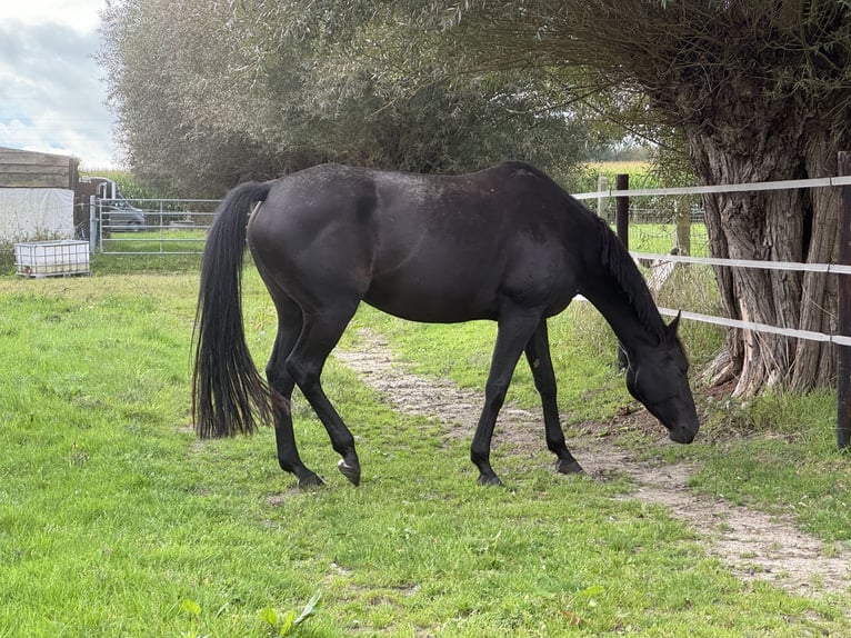 Zangersheider Jument 7 Ans 169 cm Noir in Lennik