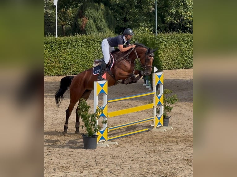 Zangersheider Jument 7 Ans 170 cm Bai cerise in FLÉMALLE