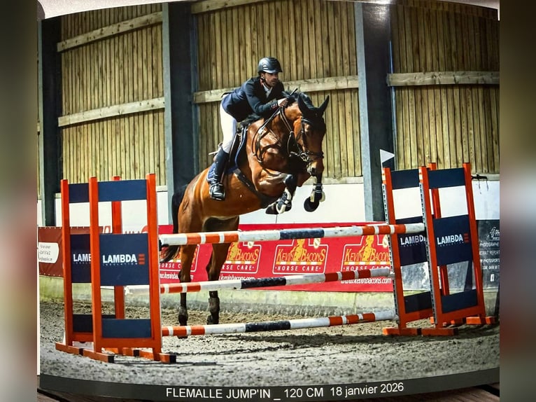 Zangersheider Jument 7 Ans 170 cm Bai cerise in FLÉMALLE