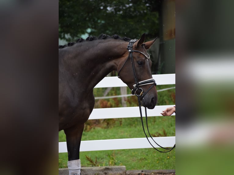 Zangersheider Jument 7 Ans 173 cm Bai in Dätgen