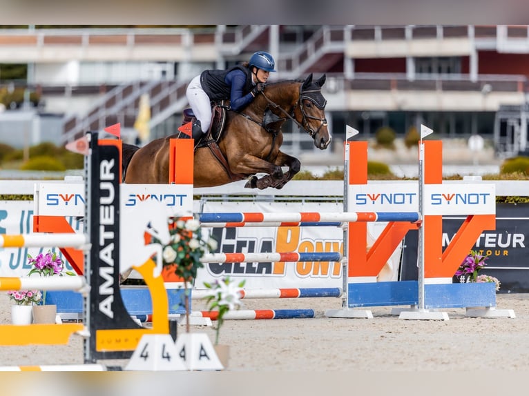 Zangersheider Jument 7 Ans 173 cm Bai in Prag