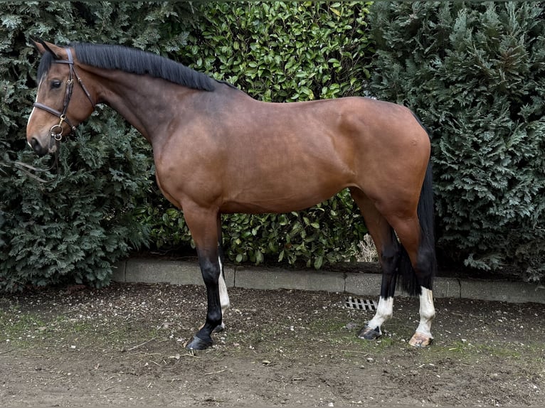 Zangersheider Jument 7 Ans 175 cm Bai in Oud Gastel