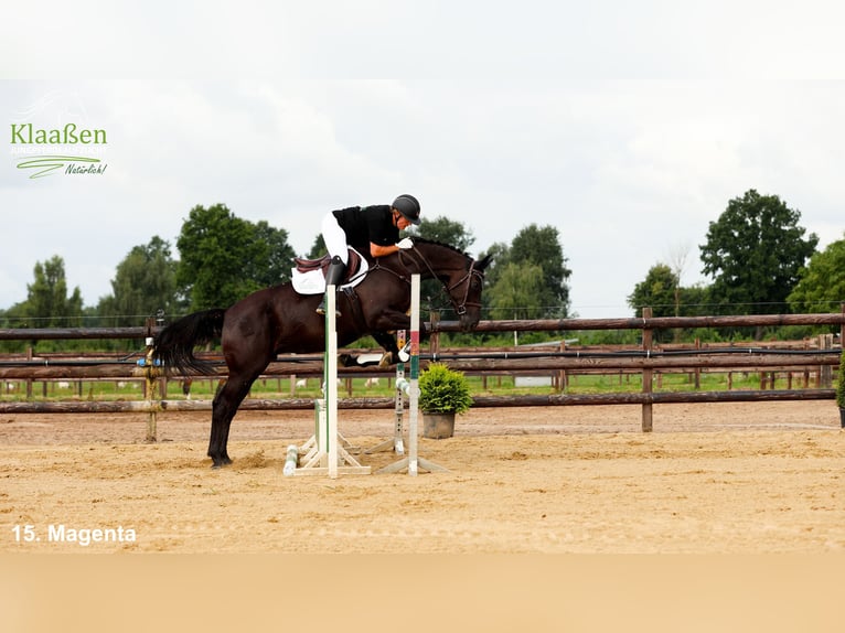 Zangersheider Jument 7 Ans Bai brun in Bocholt