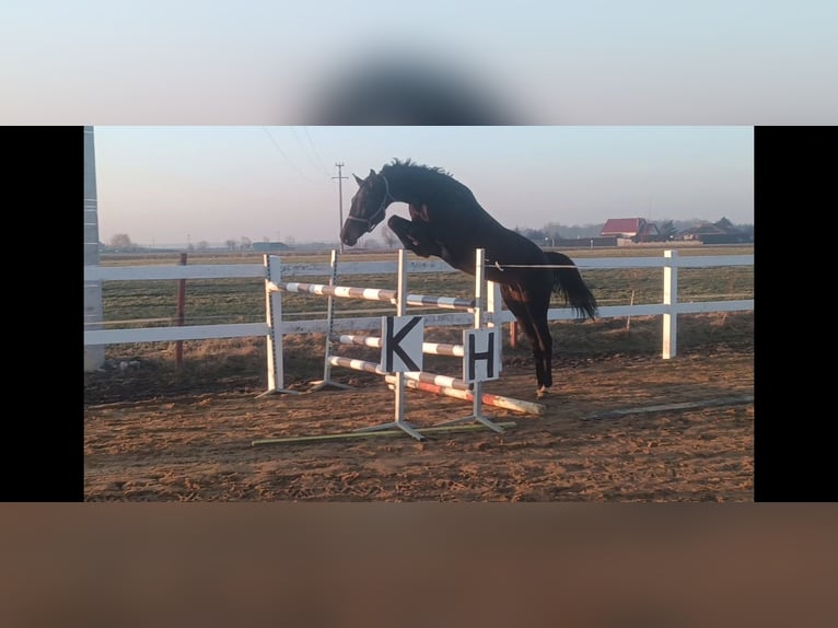 Zangersheider Jument 7 Ans Bai brun foncé in Borek wielkopolski