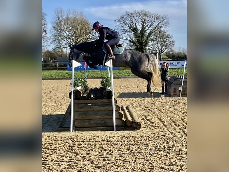 Zangersheider Jument 7 Ans Gris in Kent