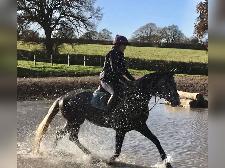 Zangersheider Jument 7 Ans Gris in Kent