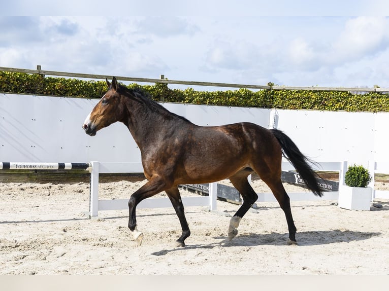Zangersheider Jument 8 Ans 161 cm Bai in Waddinxveen