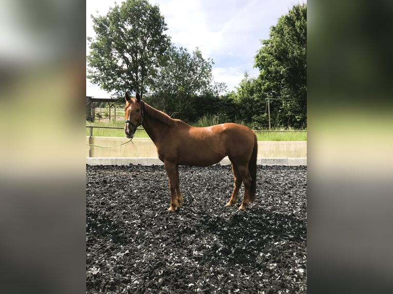 Zangersheider Jument 8 Ans 162 cm Alezan in Weisendorf