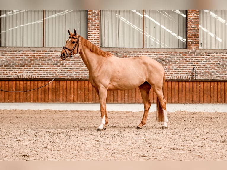 Zangersheider Jument 8 Ans 164 cm Alezan in Bondues