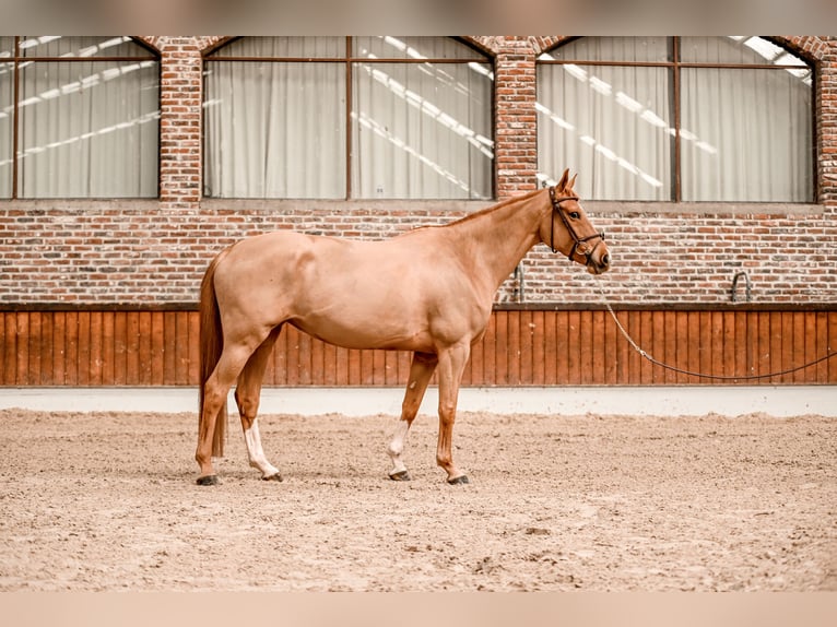 Zangersheider Jument 8 Ans 164 cm Alezan in Bondues