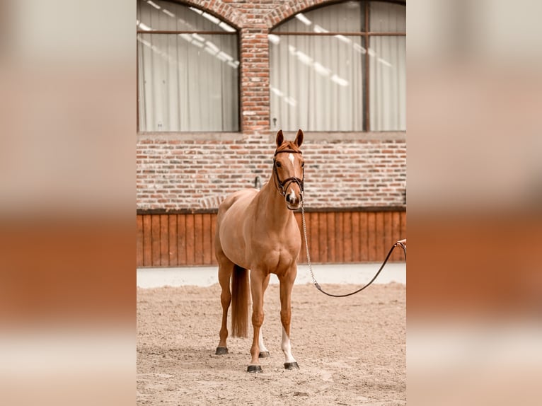 Zangersheider Jument 8 Ans 164 cm Alezan in Bondues