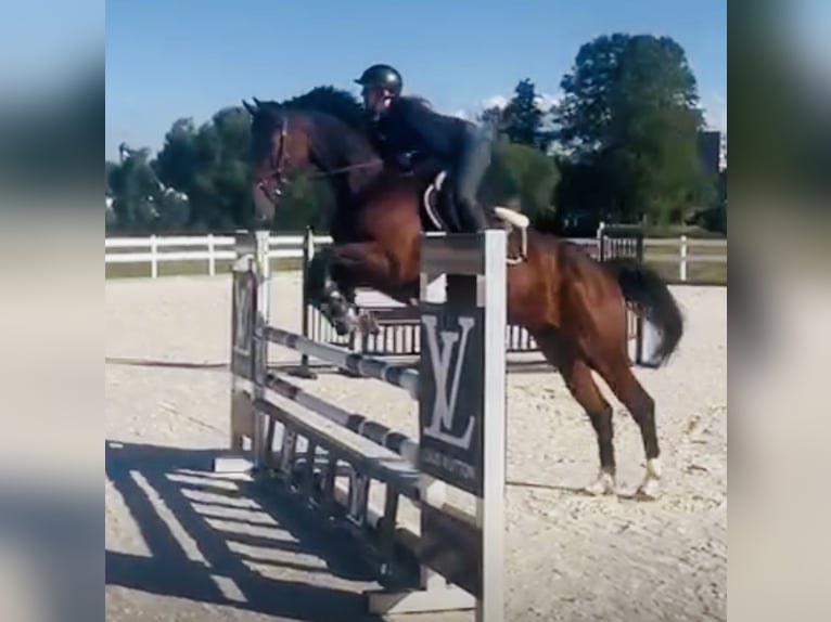 Zangersheider Jument 8 Ans 164 cm Bai brun in Meschede