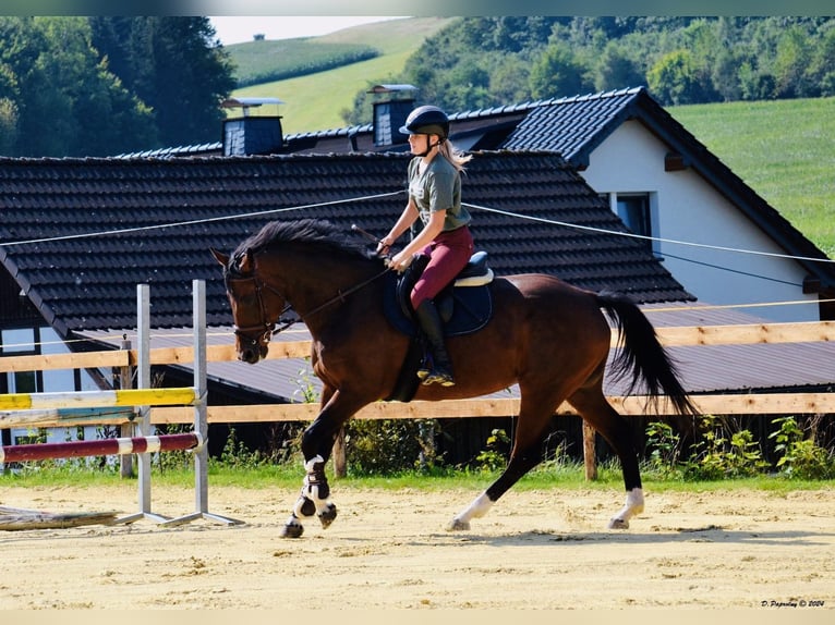 Zangersheider Jument 8 Ans 164 cm Bai brun in Meschede