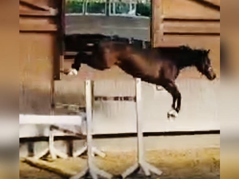 Zangersheider Jument 8 Ans 164 cm Bai brun in Meschede