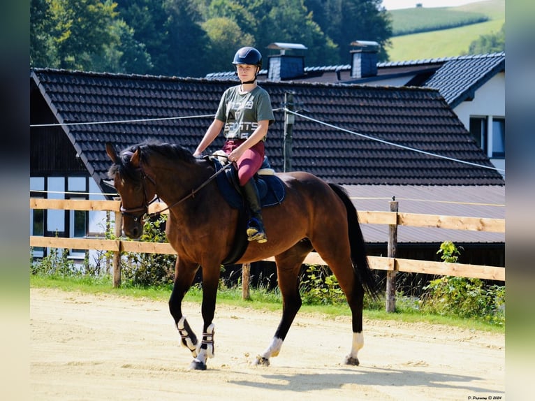 Zangersheider Jument 8 Ans 164 cm Bai brun in Meschede