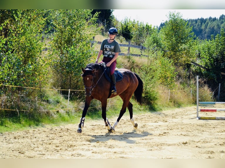 Zangersheider Jument 8 Ans 164 cm Bai brun in Meschede